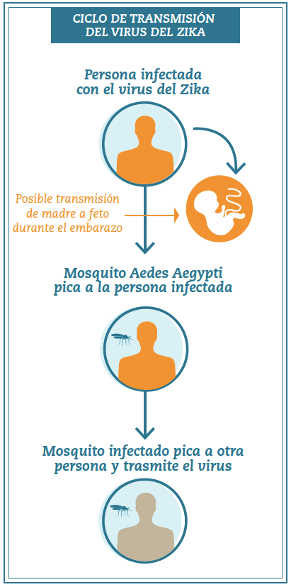 el-zika-ciclo-de-transmision